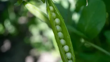 Pois de conserve